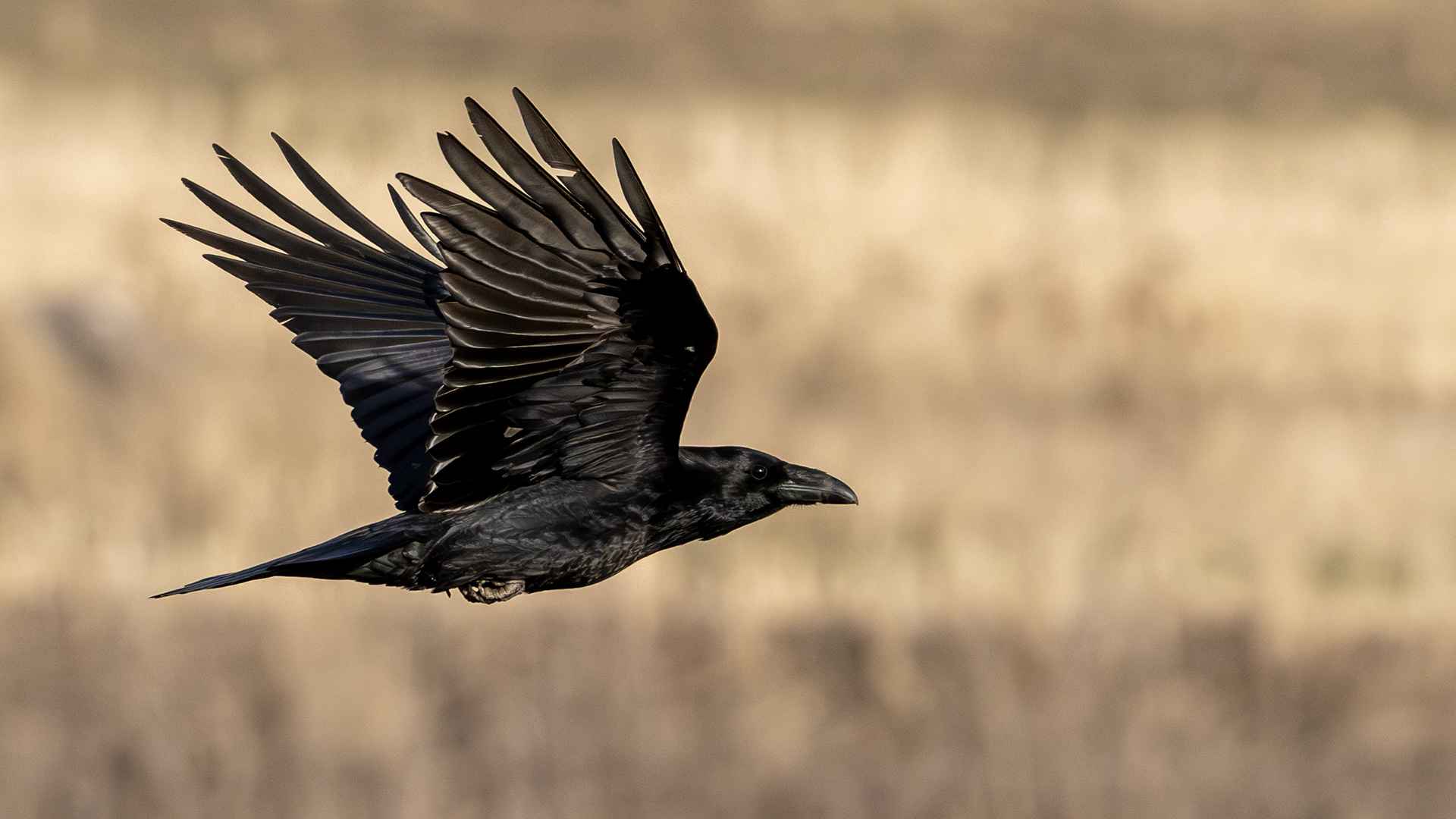 Common Raven